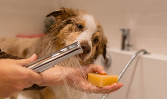 Geschenke für Hunde Seife