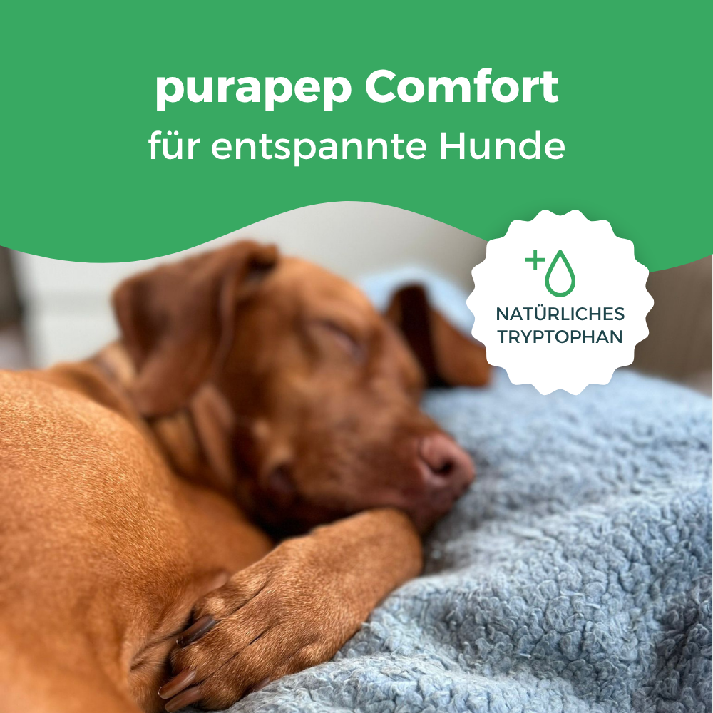 Vizsla liegt entspannt auf einer blauen Decke; purapep Comfort Tabs mit natürlichem Tryptophan