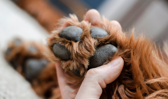Geschenke für Hunde Pfotenpflege