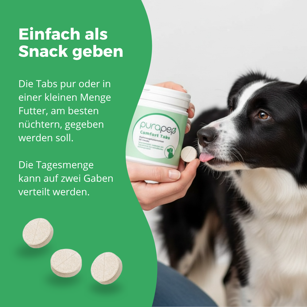 Frau hält purapep Comfort Tab über eine kleine Menge Hundefutter; Border Collie schaut interessiert zu