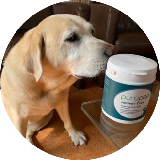 Hund schnuppert an purapep Comfort Active+ Dose