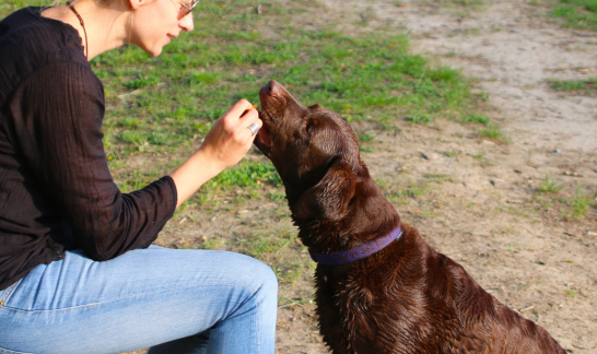 Snack-Routine: Brauner Flat Coated Retriever kommt Leckerli aus Hand