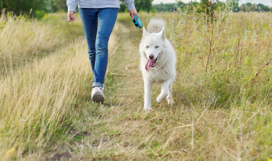 Gassiroutine: weißer Siberian Husky geht auf Feld an Leine :