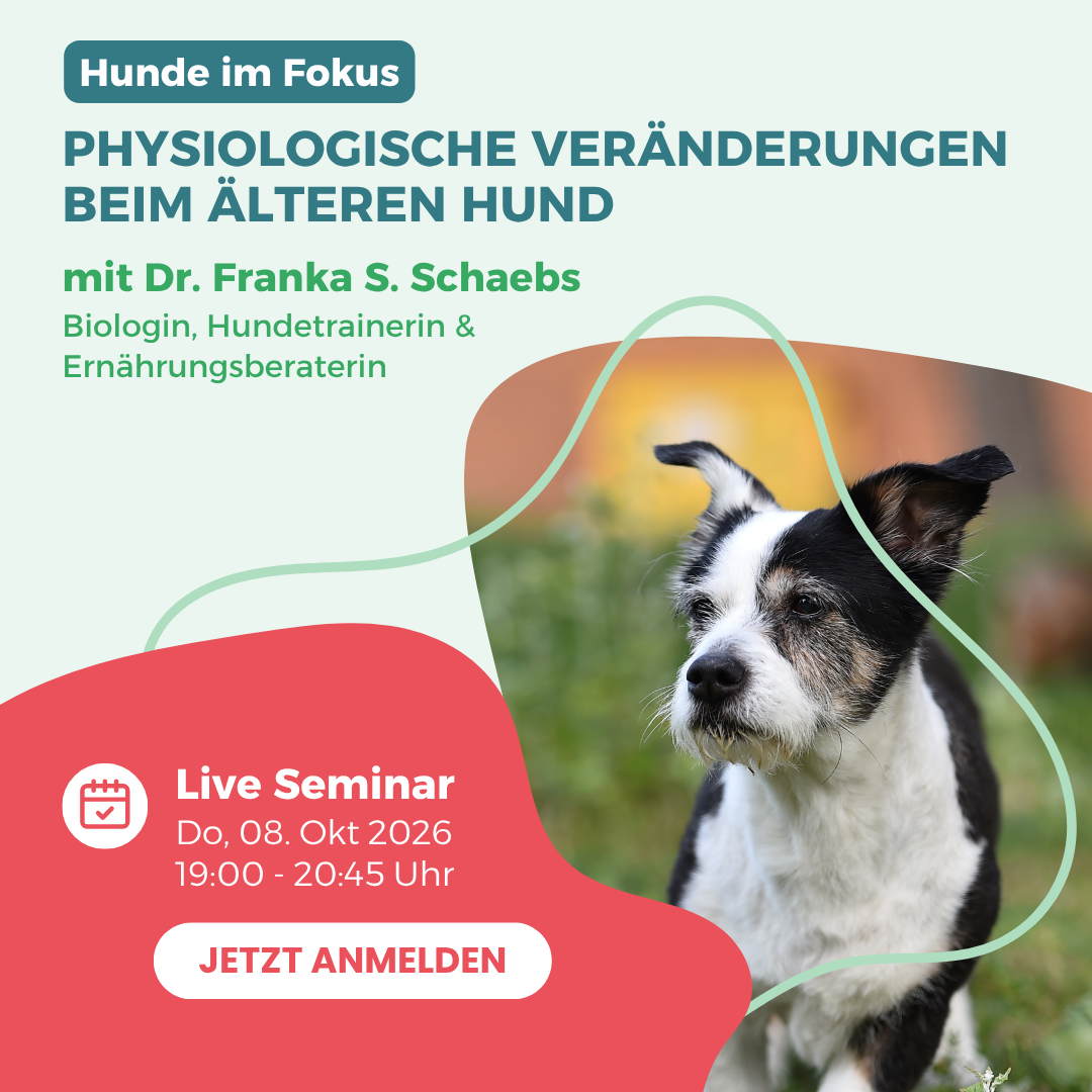 Webinar zur Unterstützung von Hundesenioren