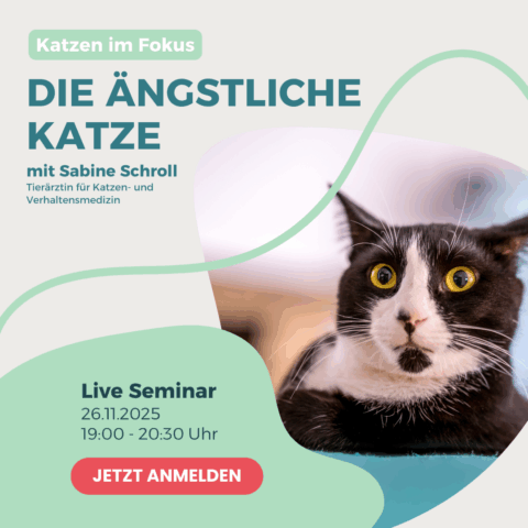 seminar Ängstliche Katze purapep x Sabine Schroll