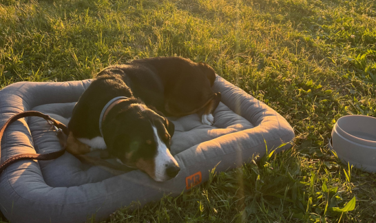 Appenzeller Sennenhund liegt in Sonnenuntergang auf Hundebett auf Campingplatz für Hund