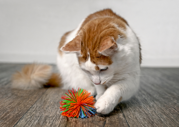 Alte Katze beschäftigen: Einfache Ideen & Alltagshilfen für Seniorenkatzen