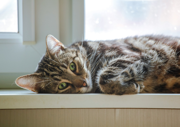 Appetitlosigkeit, Demenz & andere Altersprobleme bei alten Katzen verstehen und lindern