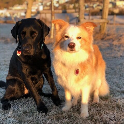 Zwei Hunde sitzen auf Wiese