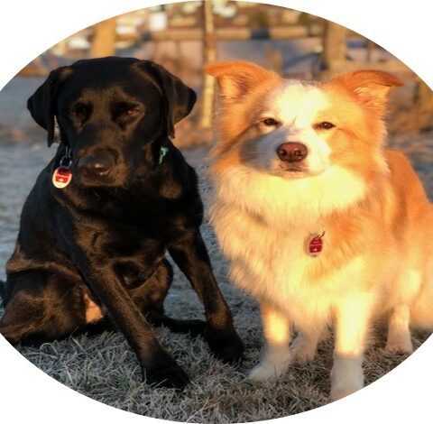 Zwei Hunde sitzen auf Wiese