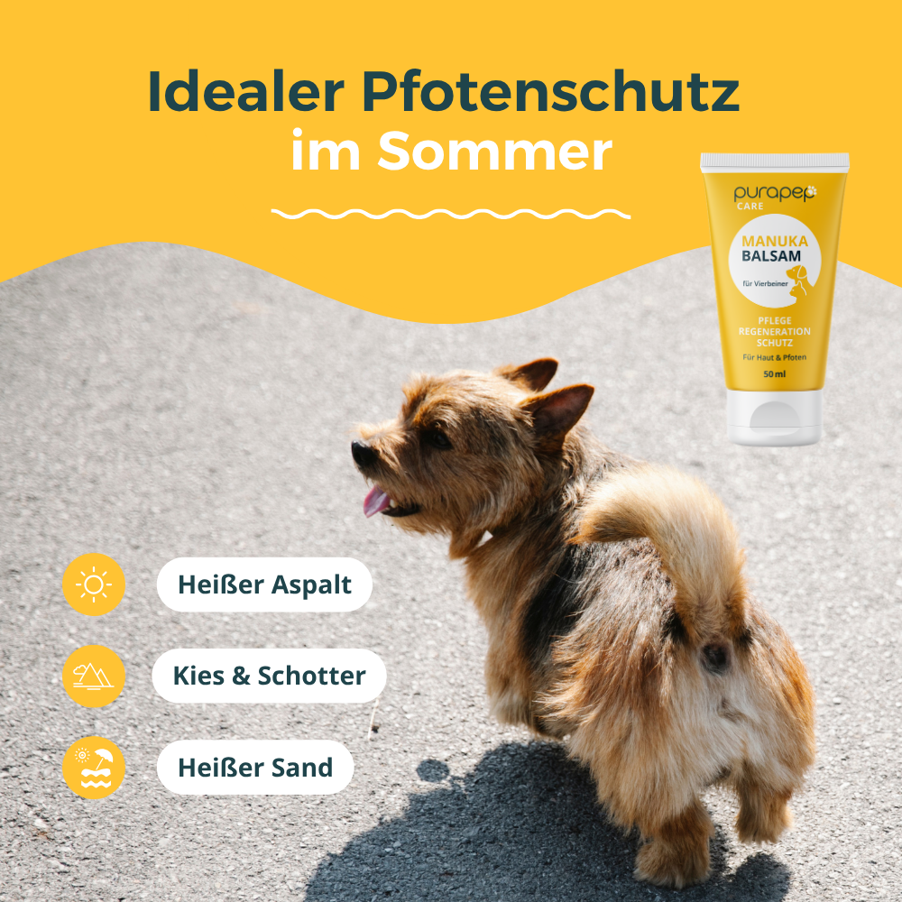 Idealer Pfotenschutz im Sommer – purapep Manuka Balsam für Hunde