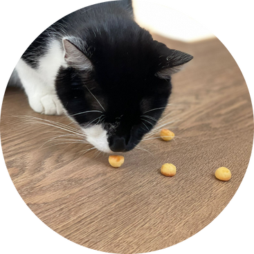 Schwarz-Weiße Katze frisst Mini-Leckerli