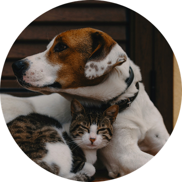 Hund und Katze sitzen ruhig zusammen