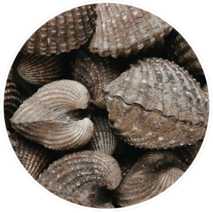 Active Tabs: Glucosamin aus Muschen