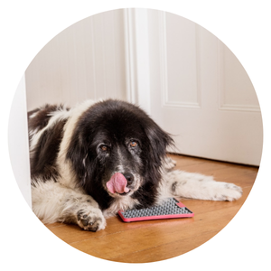 Großer Hund in Zimmer vor Schleckmatte