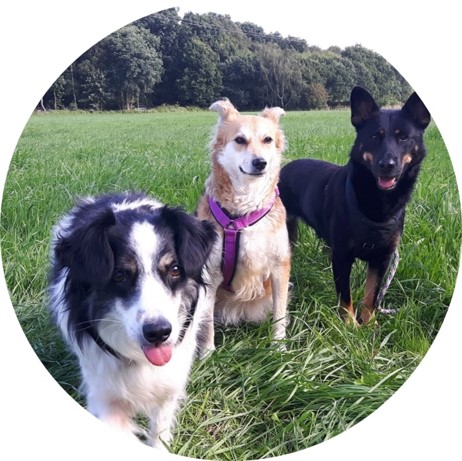 Drei Hunde stehen gemeinsam in einer Wiese