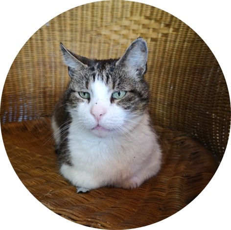 Katze liegt auf Stuhl