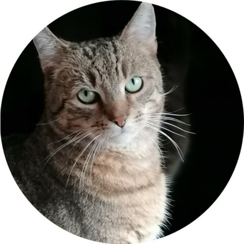 Katzenportrait