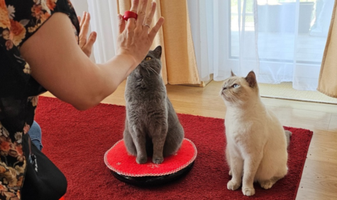 2 Katzen sitzen und hören auf Clicker