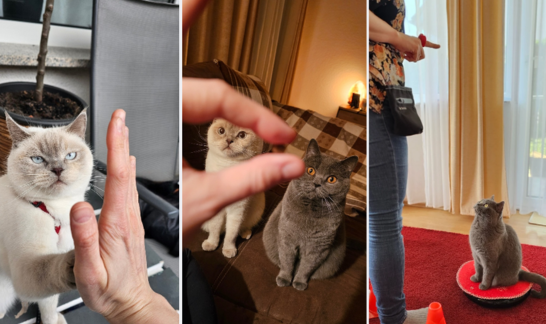 3 Fotos Collage für Clickertraining im Alltag mit Katzen und mit Leckerli