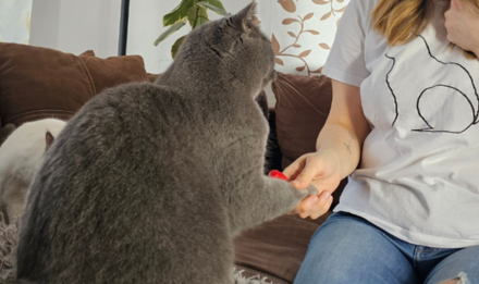 Britisch Kurzhaar Katze in Kommunikation im Clickertraining
