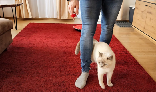Siamkatze läuft im Clickertraining durch Beine der Trainerin mit