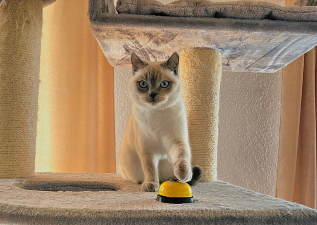 Clickertraining für Katzen – So klappt’s! 13 Fragen & Antworten