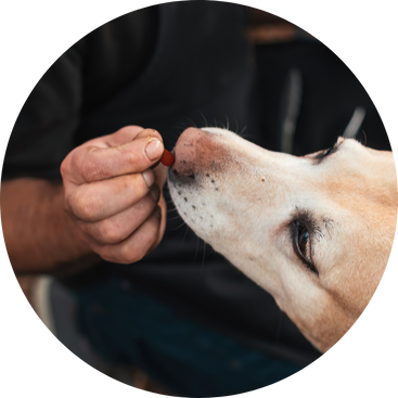 Heller Labrador isst Snack in Stickform