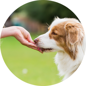 Australian Shepherd erhält Leckerli aus einer Hand