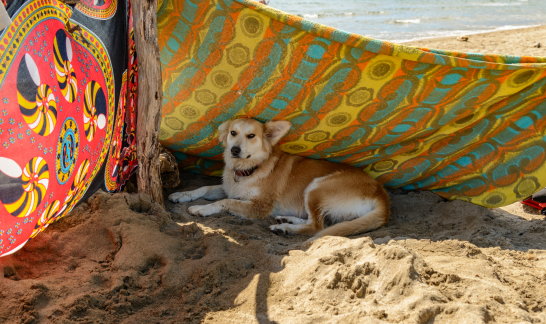 Beiger Hund im Sommer liegt unter Tücher am Strand im Schatten