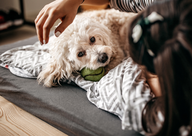 Die ultimativen Routinen für Hunde: Tipps und Tricks für mehr Balance im Alltag