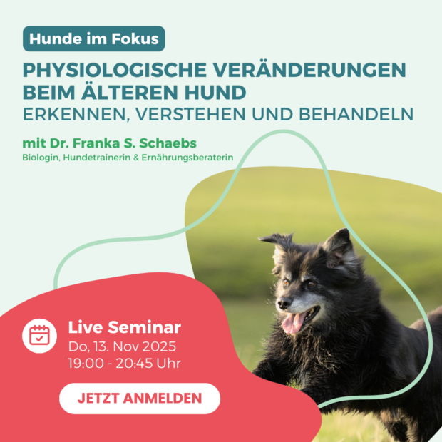 Webinar zur Unterstützung von Hundesenioren
