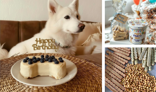 Hund sitzt vor selbstgemachtem Geburtstagskuchen mit Beeren sowie verpackten Hundeleckerlis und gebackenen Snacks