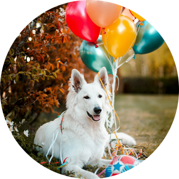 Wei&szlig;er HUnd sitzt mit Luftballons im Garten zu seinem Geburtstag