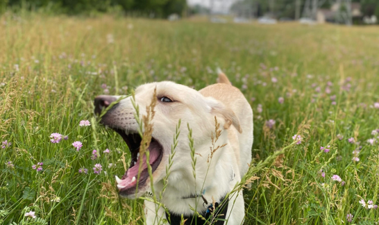 Hund frisst hektisch Gras &ndash; typisches Verhalten bei Magenproblemen