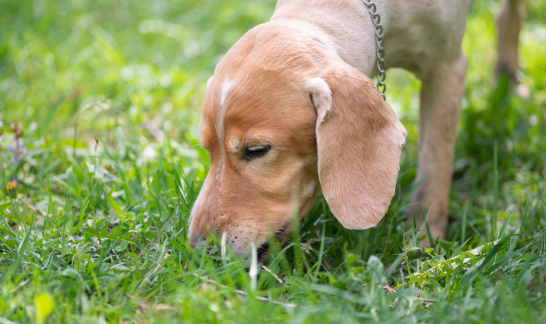 Hund frisst ruhig Gras und schn&uuml;ffelt entspannt auf der Wiese