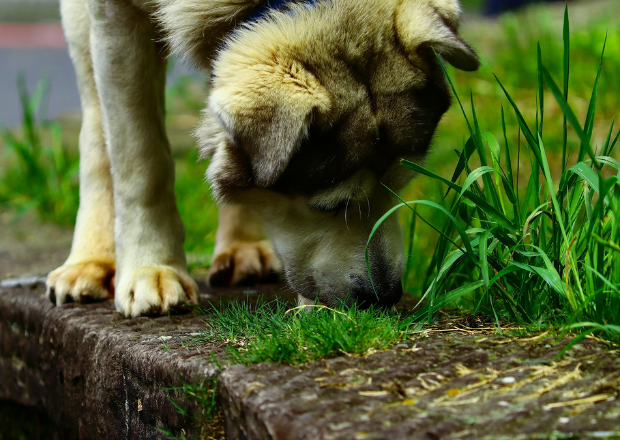 Warum fressen Hunde Gras? Ursachen, Bedeutung und wann du handeln solltest