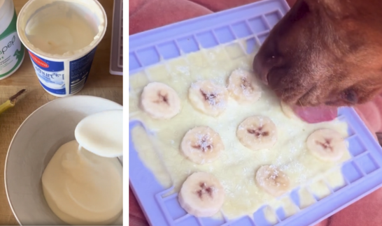 Collage: Zutaten für HUndeeis selsbermachen und Eis auf Schleckmatte