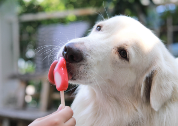 Weißer Hund schleckt an Eis