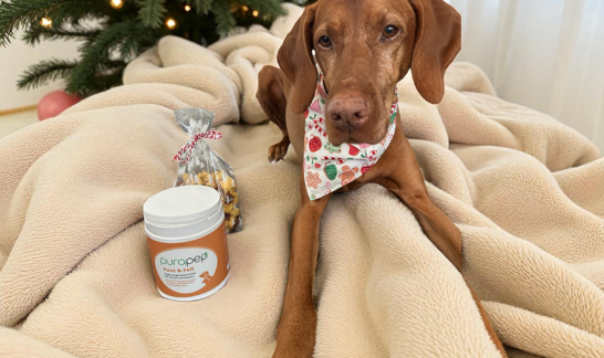 Vizsla mit selbgemacten HUndekeksen mit purapep Haut & Fell auf Decke sitzend