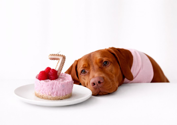 Hundekuchen selber machen: 2 gesunde Rezepte für den Hundegeburtstag