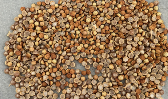 Viele selbstgemachte Hundeleckerlis Thunfisch