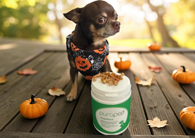 Hundeleckerlis selber machen – gesunde Halloween-Rezepte mit Backmatte ohne Zucker!