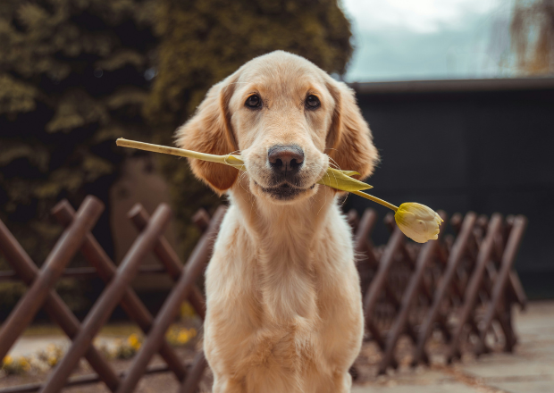 Hundesprüche: Lustig, herzlich & zum Nachdenken
