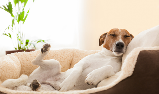 Hund liegt in lustiger Pose in Hundebett