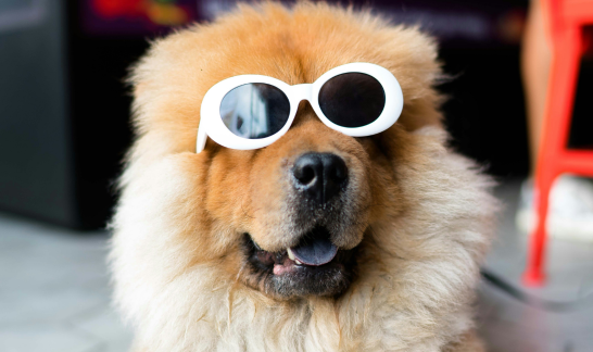 Flauschiger Hund mit weißer Sonnenbrille. Lustig