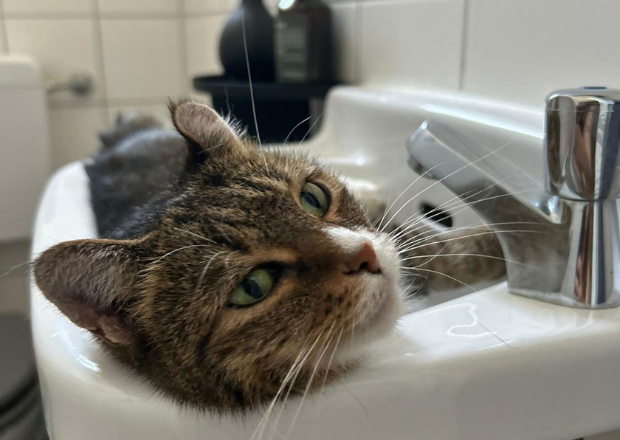 Katze im Sommer: So schützt du sie vor Hitze und Hitzschlag