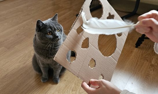 Graue Britisch Kurzhaar Katze mit DIY Jagdspiel f&uuml;r Wohnungskatzen