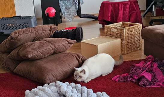 Wei&szlig;e Katze bei Sinnesreise F&uuml;hlen: verschiedene Untergr&uuml;nde erkunden