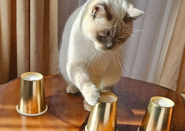 Katzen beschäftigen in der Wohnung: Spielideen für jeden Tag